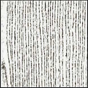 Кедр снежный